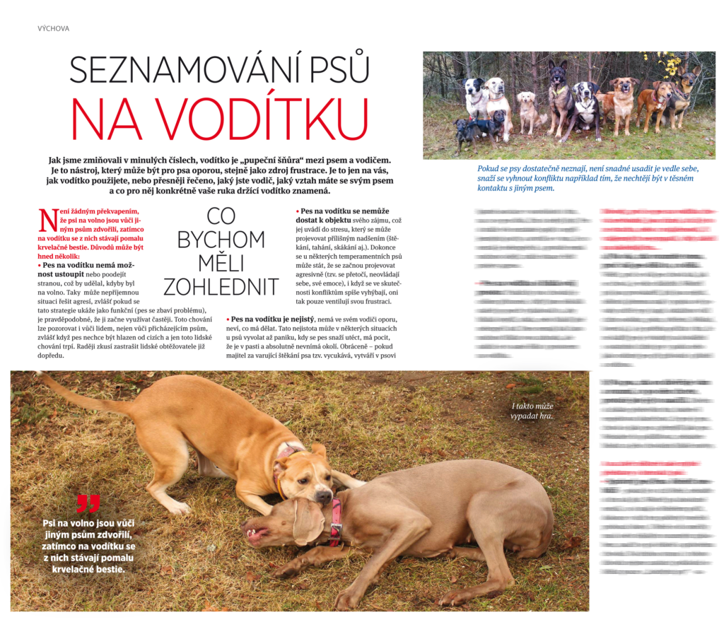 Na co je pes?